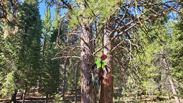 Tree Trimming